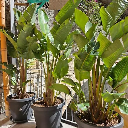 דירה Regina Loft אוספדלטי